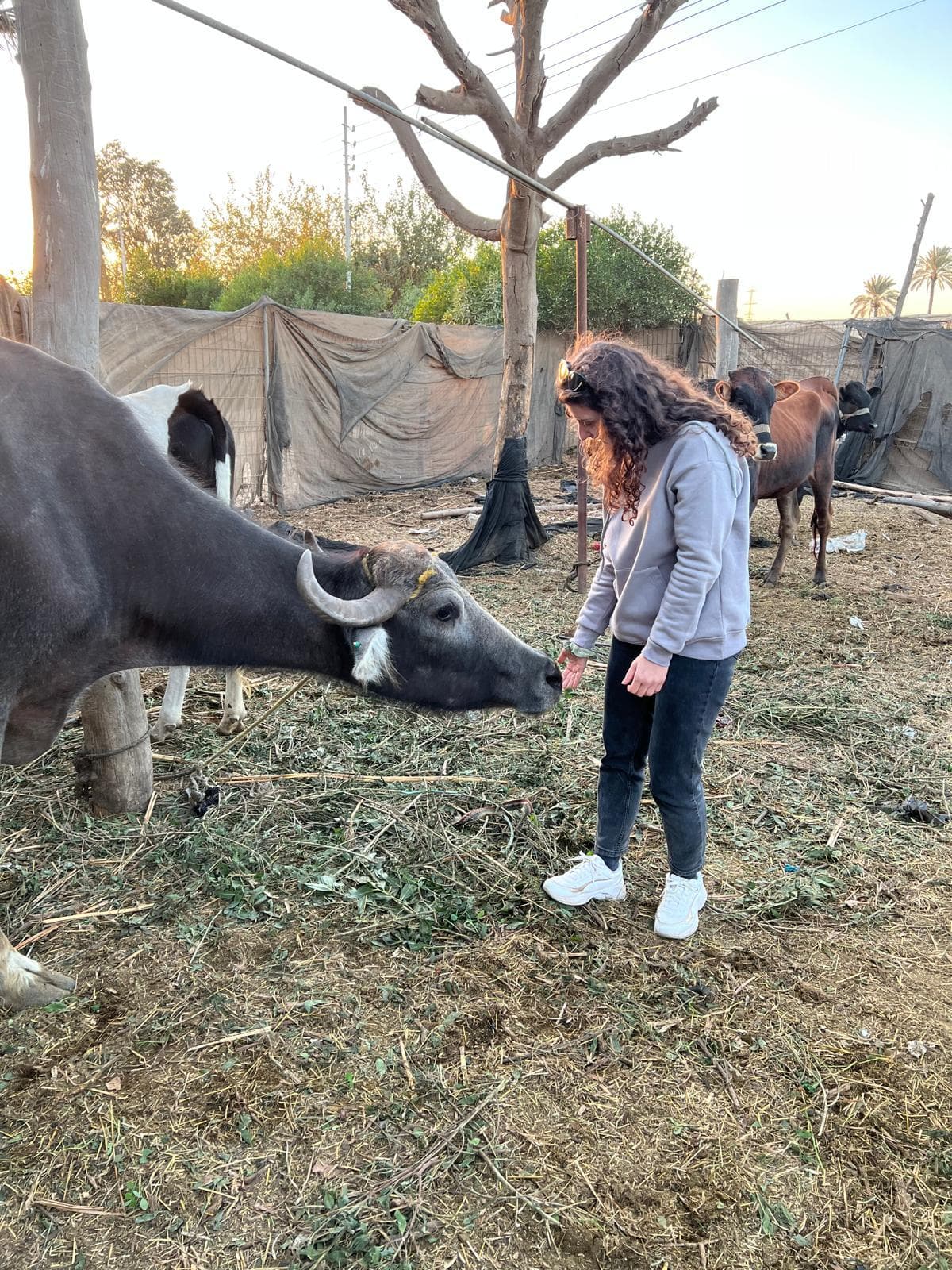 Guest feeding a water buffalo in the farm paddock