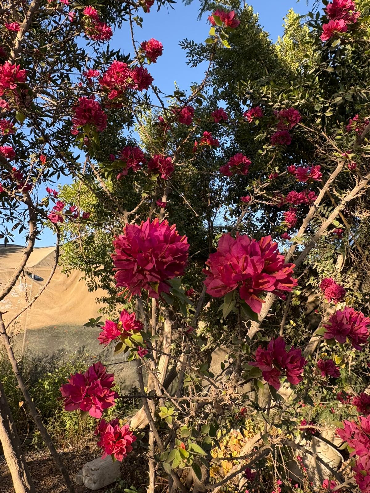 Magenta bougainvillea in bloom against the desert sky